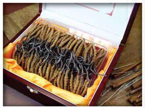 象州冬虫夏草回收